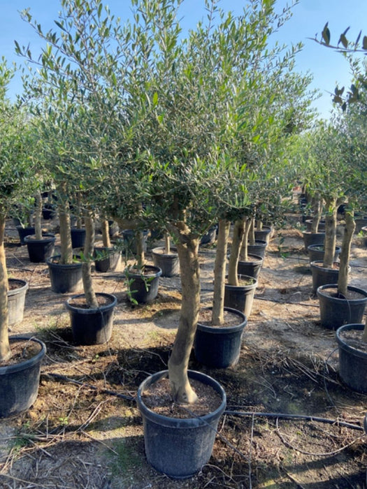 Olea Olive tree 220cm