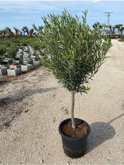 Olea Olive tree 120cm